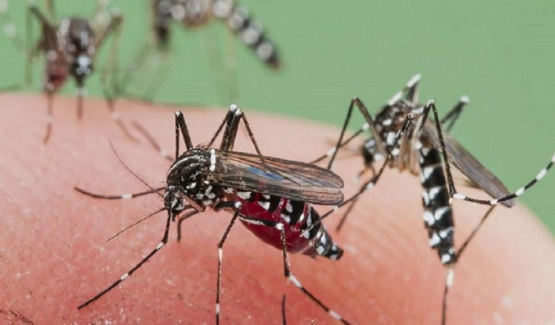 dengue cases are increasing continuously in dehradun